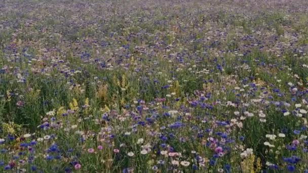 Flight Agricultural Field Rye Flowers Full Frame — Stock Video