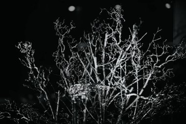 Geceleri aydınlatılmış ağaçlar, canlı, senkronize ışıklarla, disko havasını çağrıştırıyor..