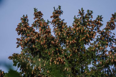Yeşil ladin, mavi gökyüzüne karşı külahlı ve iğneli köknar. Evergreen kozalaklı Noel ağacı. Külahlı ladin tepesinde, mavi gökyüzüne karşı