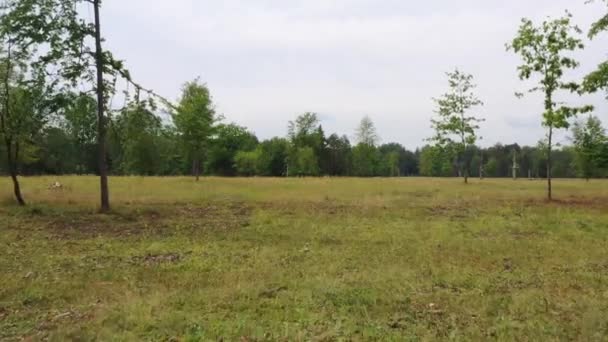Ein Niedriger Drohnenblick Auf Die Waldnahe Landschaft Mit Trockenem Gras — Stockvideo