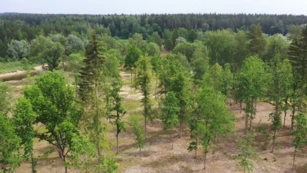 Nature View Meadows Trees Water Reserves Dry Natural Meadows Gauja — Stock Video
