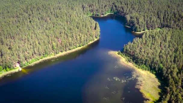 Foto Aérea Aves Volando Sobre Lago Por Árboles Verdes Contra — Vídeos de Stock