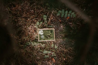 Alyanslar cam bir kutuda, süslemeli ve ormanda..