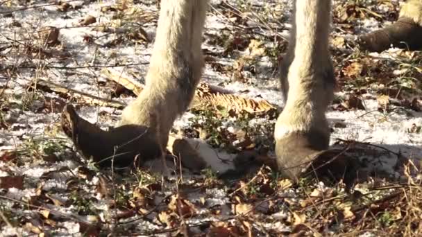 Ослиные Ноги Необрезанными Копытами Зимой — стоковое видео