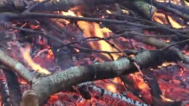Hoguera Bosque Fuego Cerca — Vídeos de Stock