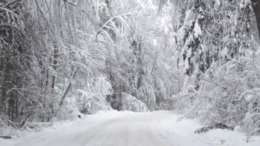 Otoyolun kenarındaki ağaç dallarında kar var. Tehlikeli bir durum yaratıyor. Yolda dallar kırılabilir.