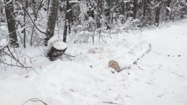 Kışın yol kenarında ağaç kütüğü gördüm.