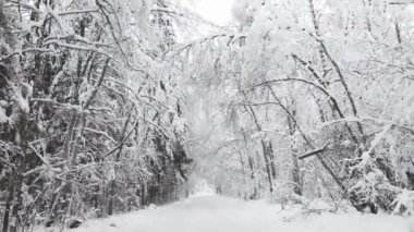 Otoyolun kenarındaki ağaç dallarında kar var. Tehlikeli bir durum yaratıyor. Yolda dallar kırılabilir.