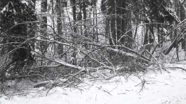 Umgestürzte Bäume Winter Straßenrand — Stockvideo