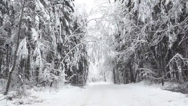 Salju Pada Cabang Pohon Bersandar Sisi Jalan Raya Menciptakan Situasi — Stok Video