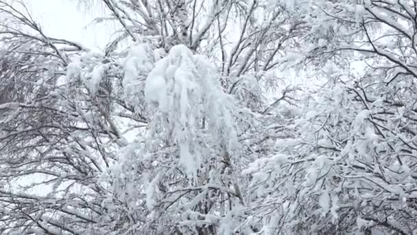 Śnieg Gałęziach Drzew Pochylających Się Nad Autostradą Tworzenie Niebezpiecznej Sytuacji — Wideo stockowe
