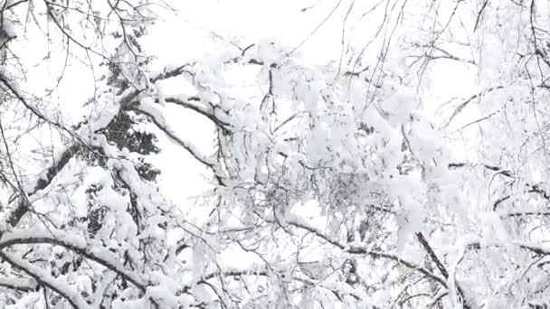 Snö Träd Grenar Lutande Sidan Motorvägen Att Skapa Farlig Situation — Stockvideo