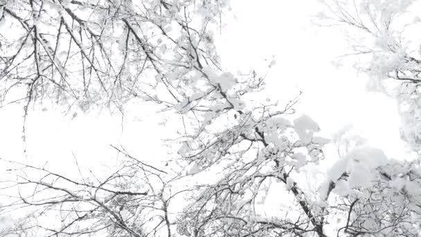 Snö Träd Grenar Lutande Sidan Motorvägen Att Skapa Farlig Situation — Stockvideo