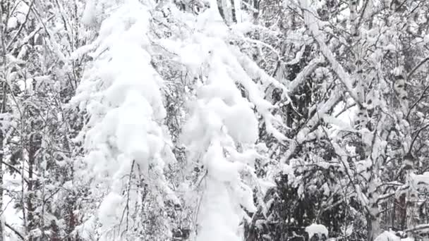 Śnieg Gałęziach Drzew Pochylających Się Nad Autostradą Tworzenie Niebezpiecznej Sytuacji — Wideo stockowe