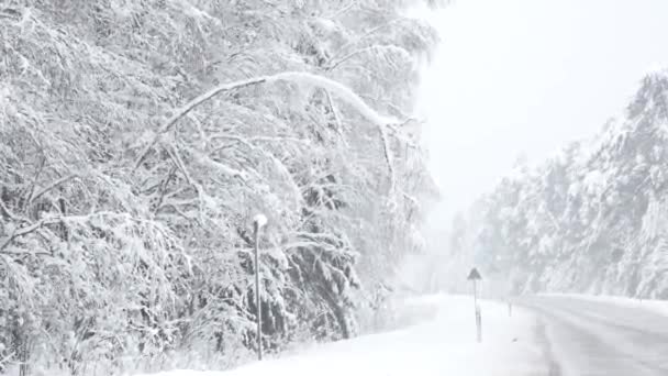 Сніг Гілках Дерев Спираються Бік Шосе Створення Небезпечної Ситуації Гілки — стокове відео