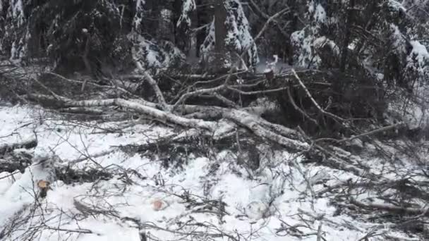 Umgestürzte Bäume Winter Straßenrand — Stockvideo