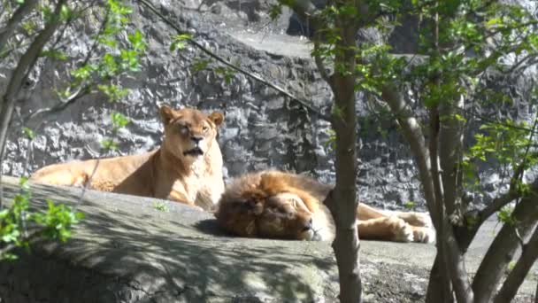 Para Lwów Samicą Lwa Siedzącą Samcem Lwa Spoczywającym Skalistym Wylocie — Wideo stockowe
