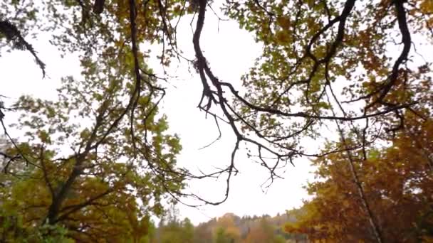 秋天的森林五彩斑斓的树叶和阳光穿过树林的树木 底部视图背景 — 图库视频影像