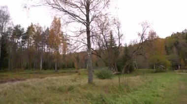 Ön planda çıplak bir ağaç ve yoğun bir sonbahar ormanı zeminine karşı kurulmuş bir piknik alanı olan köy parkı..