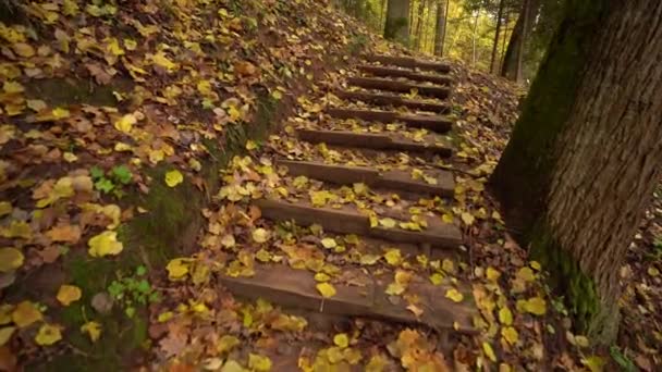 ビデオは 落ちた黄色い葉で覆われた木製のステップで森の経路を描き 穏やかな秋のシーンを示唆しています — ストック動画