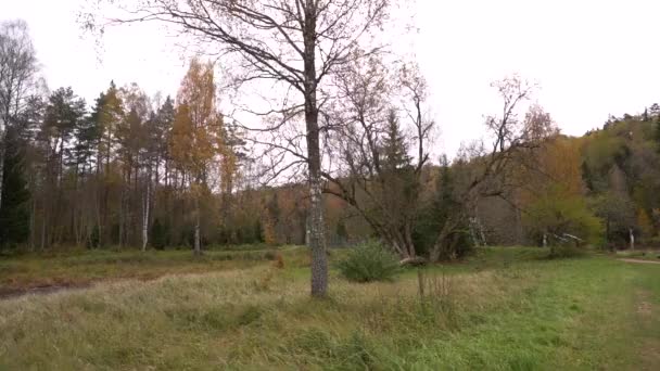前景に素朴な公園の設定と濃い秋の森の背景に設定されたピクニックエリア — ストック動画