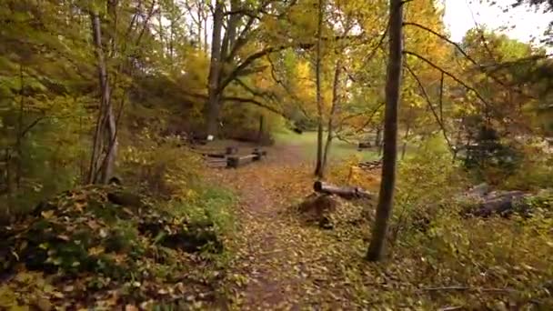ベンチが並ぶ平和な公園のシーンは 木のキャノピーの下に黄色い秋の葉に毛布で覆われています — ストック動画