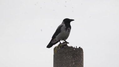 Tek bir karga, boş ve bulutlu bir gökyüzüne karşı taş bir sütunun tepesine tünedi. Karganın siyah tüyleri açık gri arka planla tezat oluşturur, parlak şeklini ve tüylerinin parıltısını vurgular..