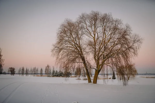 Majestic Leafless Tree Snowy Landscape Pink Hued Sunset Clear Skies — Stock Photo, Image