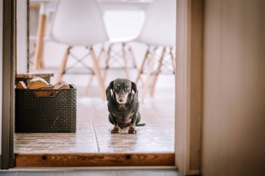 Siyah dachshund bir koridorda hasır sepetli ve arka planda modern sandalyeli..