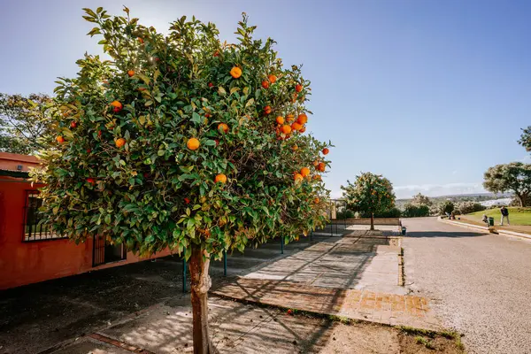Μάλαγα Ισπανία Ιανουαρίου 2024 Μια Πορτοκαλιά Φορτωμένη Φρούτα Δίπλα Ένα — Φωτογραφία Αρχείου