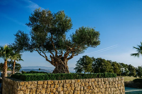 Ett Gammalt Vridet Olivträd Står Tydligt Stenmur Mot Klarblå Himmel — Stockfoto