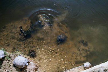 Sotogrande, İspanya - Ocak, 23, 2024 - Kıyıda bir kaplumbağa olan su kaplumbağaları; yüzen kaplumbağanın etrafındaki sudaki dalgalanmalar görünür.