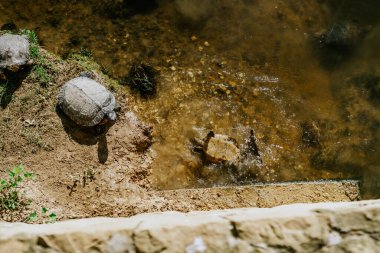 Sotogrande, İspanya - 23 Ocak 2024 - Bir göletin kıyısında bir kaplumbağa ve bir başka kaplumbağa kısmen su altında çakıl taşları ile su altında kalmış.