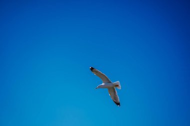 Cebelitarık, İngiltere - 24 Ocak 2024 - Açık mavi gökyüzünde bir martı uçuyor.
