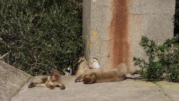 Gibilterra Gran Bretagna Gennaio 2024 Due Scimmie Sul Cemento Una — Video Stock
