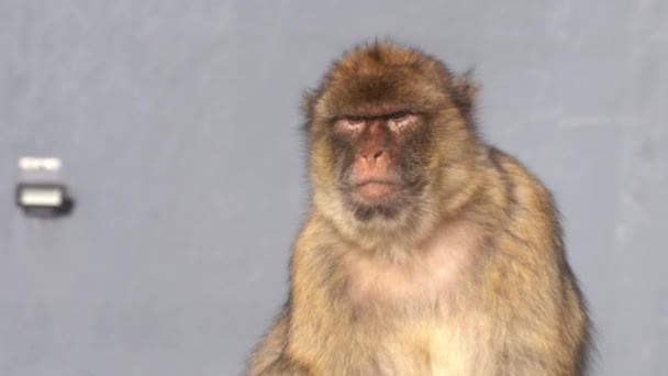 猴子站起来 在特写镜头下走开了 — 图库视频影像