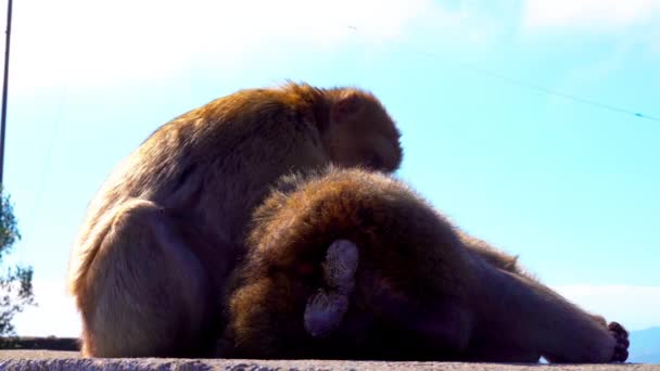 Arka Planda Gökyüzü Olan Bir Maymun Silueti — Stok video