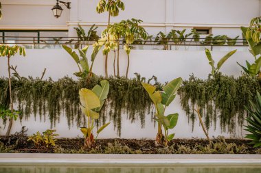 Sotogrante, İspanya - 25 Ocak 2024 - Artan yeşillik ve tropikal bitkilerle kaplı duvar önünde bir su özelliği olan bahçeye yerleştirildi.