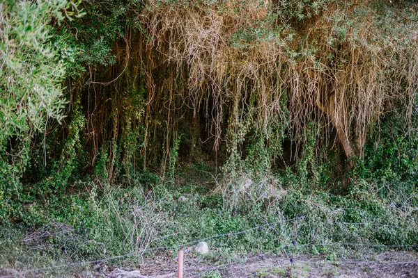 西班牙索托格朗特 2024年1月25日 茂密的灌丛中挂满了悬垂的藤蔓 干枯的枝条和绿色的灌木 这意味着一片荒芜的 繁茂的地区 — 图库照片