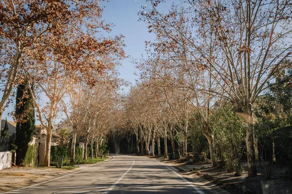 2024年1月25日 スペインのソトグラス 裸の枝の木並みの通り 秋か冬を示唆する — ストック写真