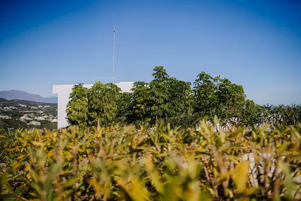Sotogrante Spanien Januari 2024 Oleanderbuskar Förgrunden Med Vit Byggnad Och — Stockfoto