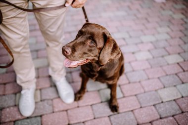 Valmiera, Letonya - 7 Temmuz 2023 - Çikolata Labrador tasması üzerindeyken yukarı bakıyor, kısmi bakış açısı.