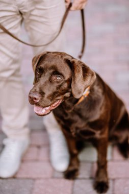 Valmiera, Letonya - 7 Temmuz 2023 - Çikolata Labrador Retriever yukarı bakıyor, odaklanıyor, arka planda insan bacakları var.