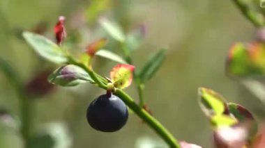 Bulanık yeşil arka planda tek yabanmersini. Yavaş çekim.