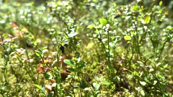 Mirtilos Selvagens Arbusto Com Folhas Verdes Fundo Solo Floresta Luz — Vídeo de Stock