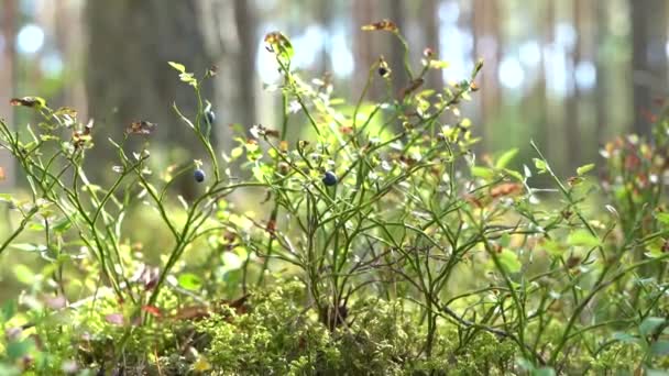 Άγρια Μύρτιλλα Θάμνο Πράσινα Φύλλα Φόντο Δασικού Εδάφους Φυσικό Φως — Αρχείο Βίντεο