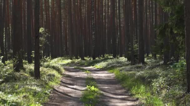 Ένα Μονοπάτι Δάσος Επενδεδυμένο Ψηλά Δέντρα Και Φως Του Ήλιου — Αρχείο Βίντεο
