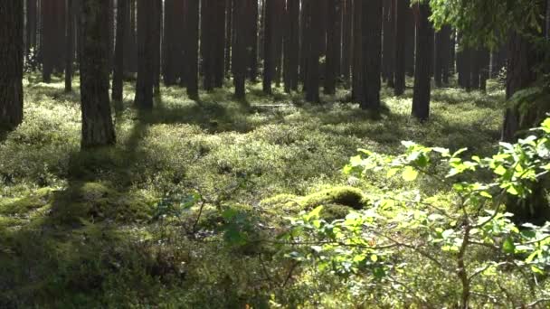 Borový Les Vysokými Stromy Podlahou Pokrytou Mechem Ozářenou Slunečním Světlem — Stock video