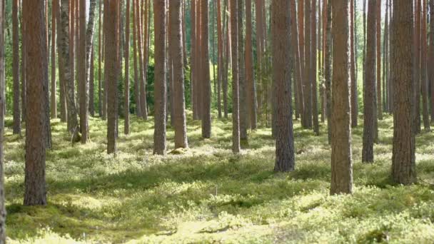 Uzun Ağaçlı Çam Ormanı Güneş Işığıyla Aydınlatılmış Yosunlarla Kaplı Bir — Stok video