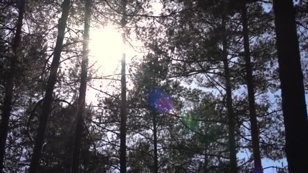 Sol Brilhando Através Pinheiros Chama Lente Dossel Floresta Céu Azul — Vídeo de Stock